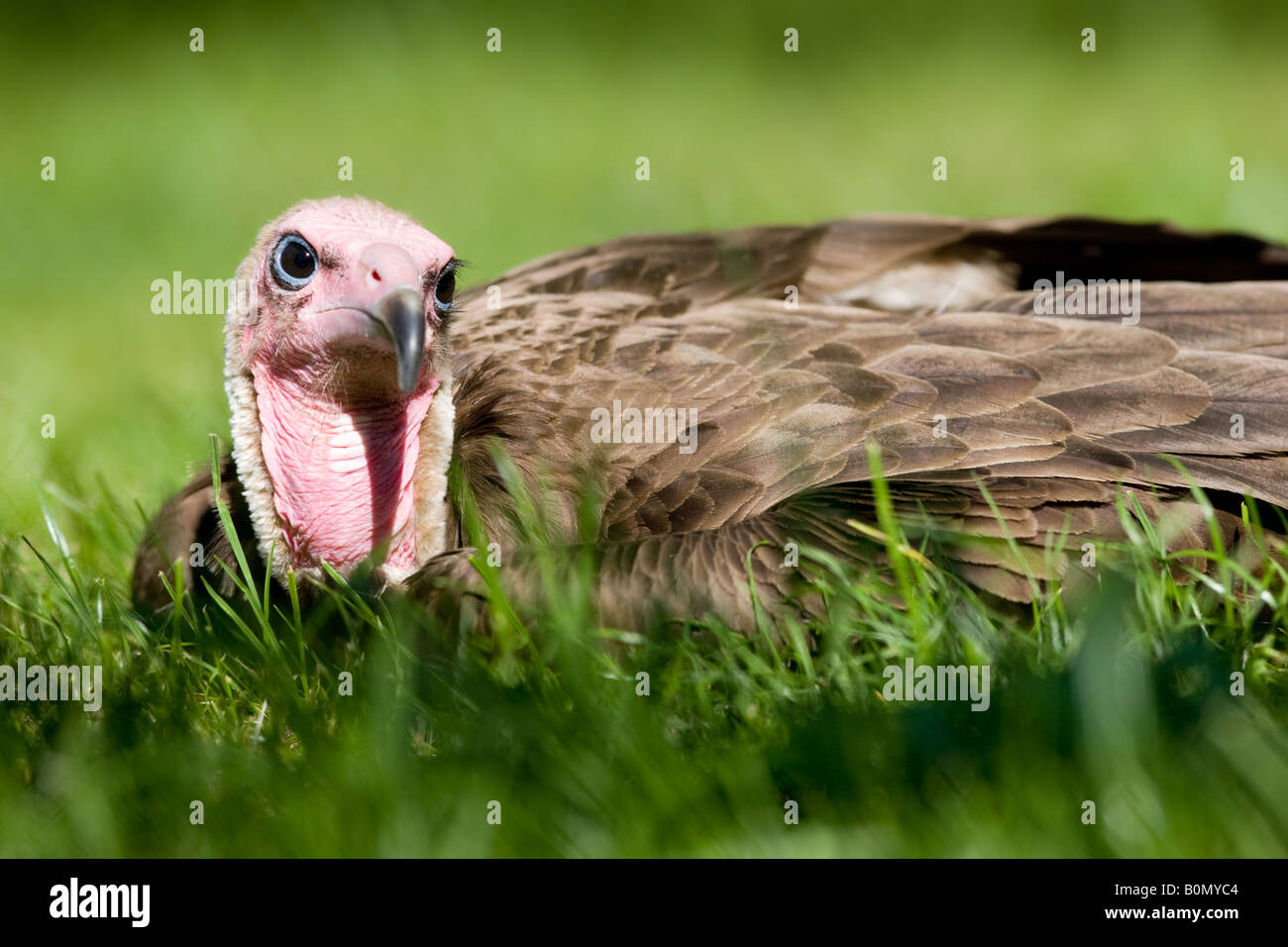 Hooded Vulture Necrosyrtes monachus - Banque D'Images