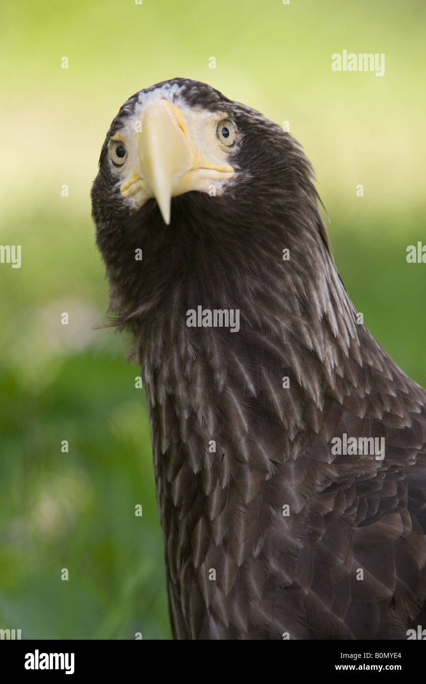 L'aigle de mer de Steller - Haliaeetus pelagicus Banque D'Images
