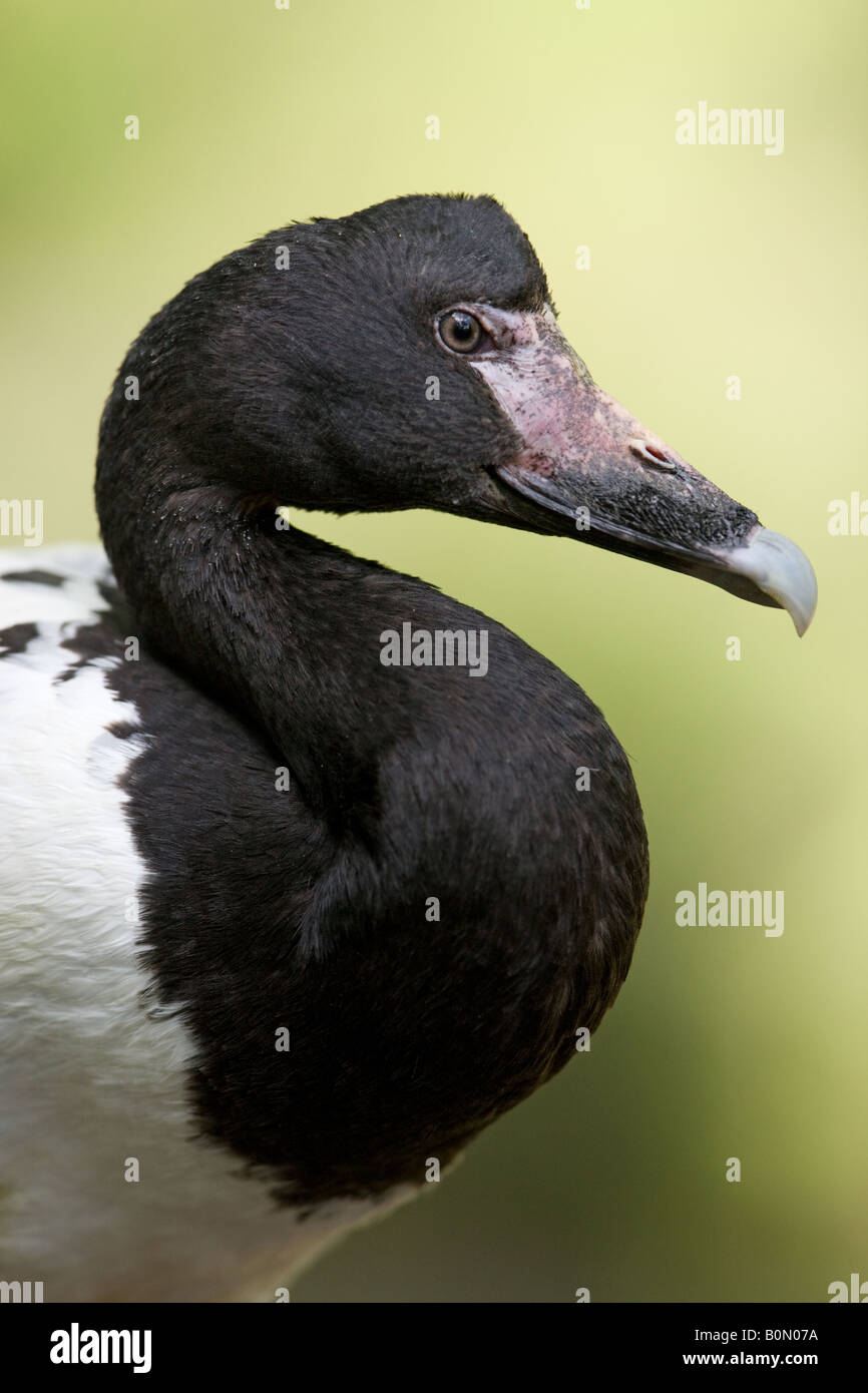 Magpie Goose - Anseranas semipalmata Banque D'Images