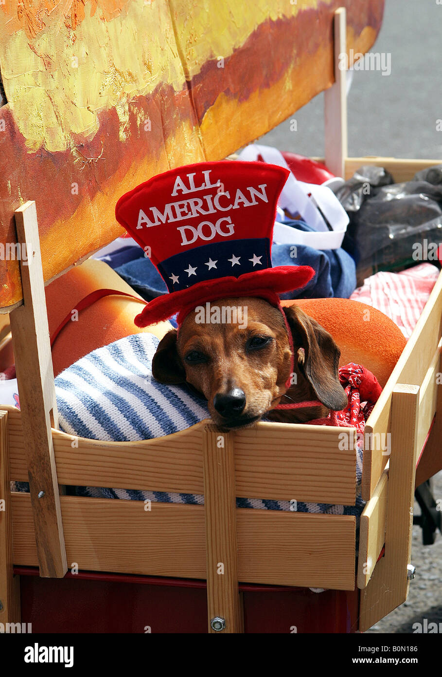 Dauschshund habillé comme un hot-dog au cours d'une maison de parade. Banque D'Images