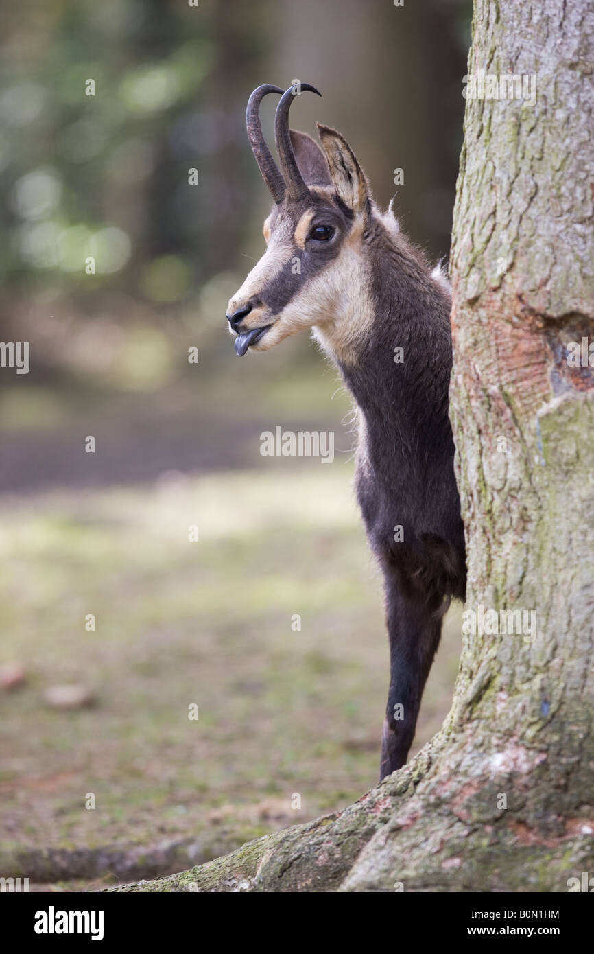 Derrière un arbre - Chamois Rupicapra rupicapra Banque D'Images