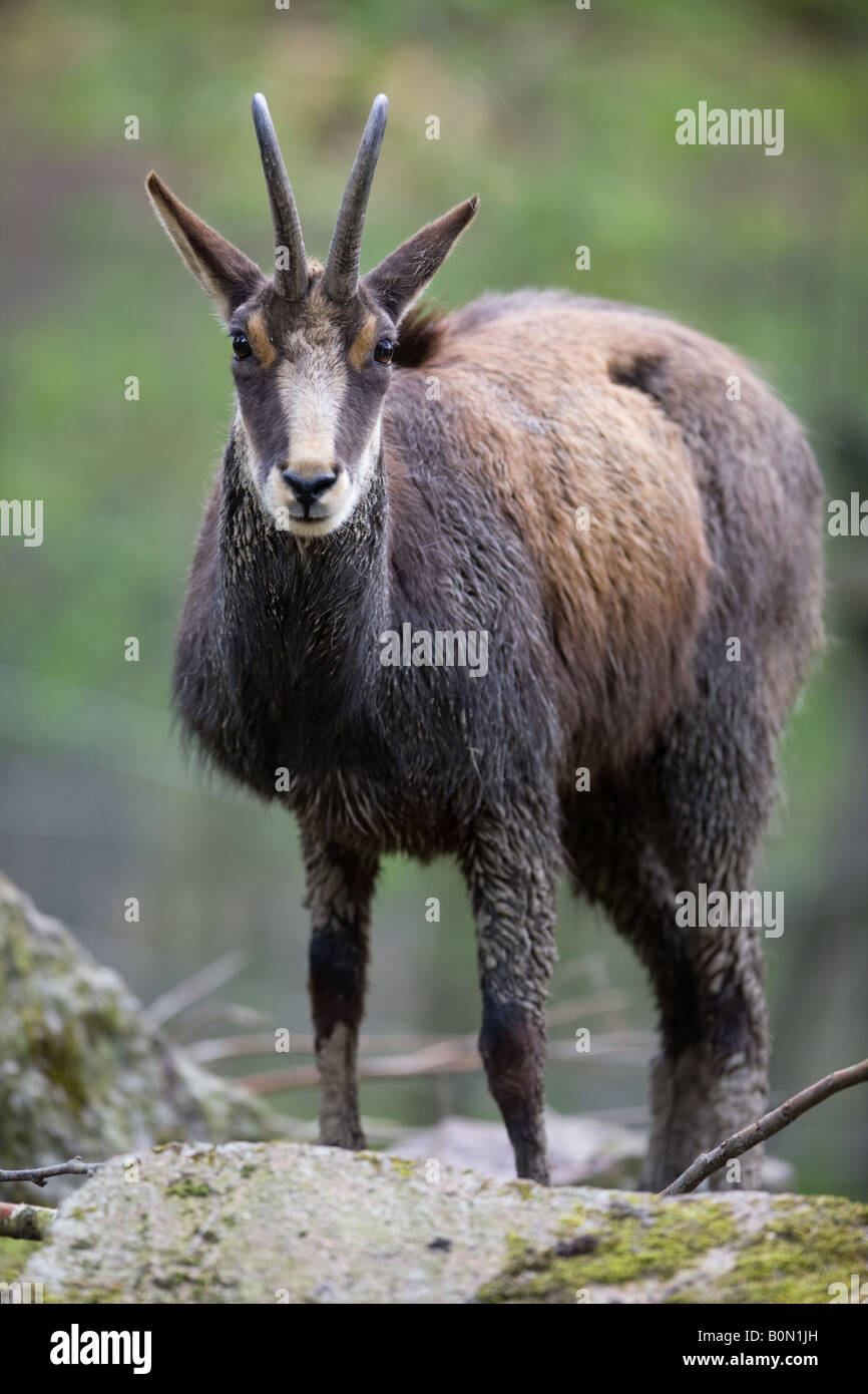 Chamois - Rupicapra rupicapra Banque D'Images