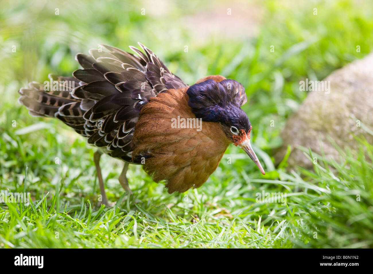 Ruff mâle en plumage nuptial affichage - Philomachus pugnax Banque D'Images