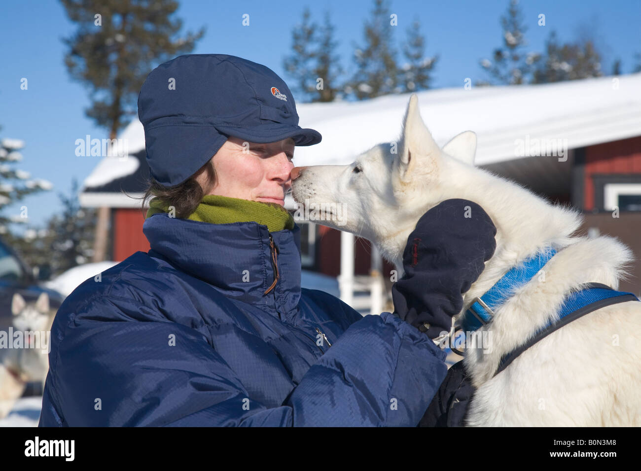 Une femme et d'un husky, nez à nez en Laponie winterly / le nord de la Suède Banque D'Images