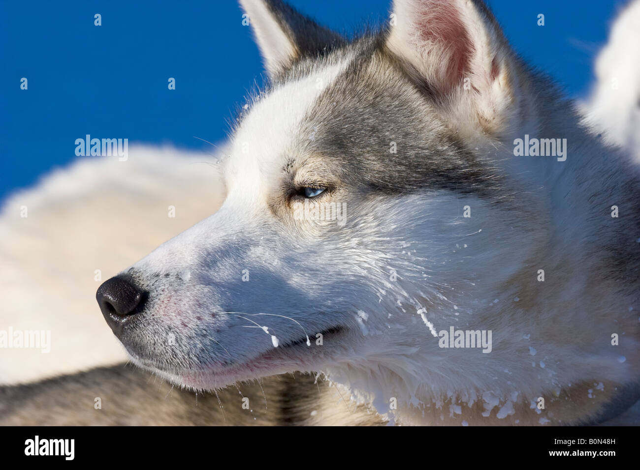 Un husky de Sibérie en Laponie winterly / le nord de la Suède Banque D'Images