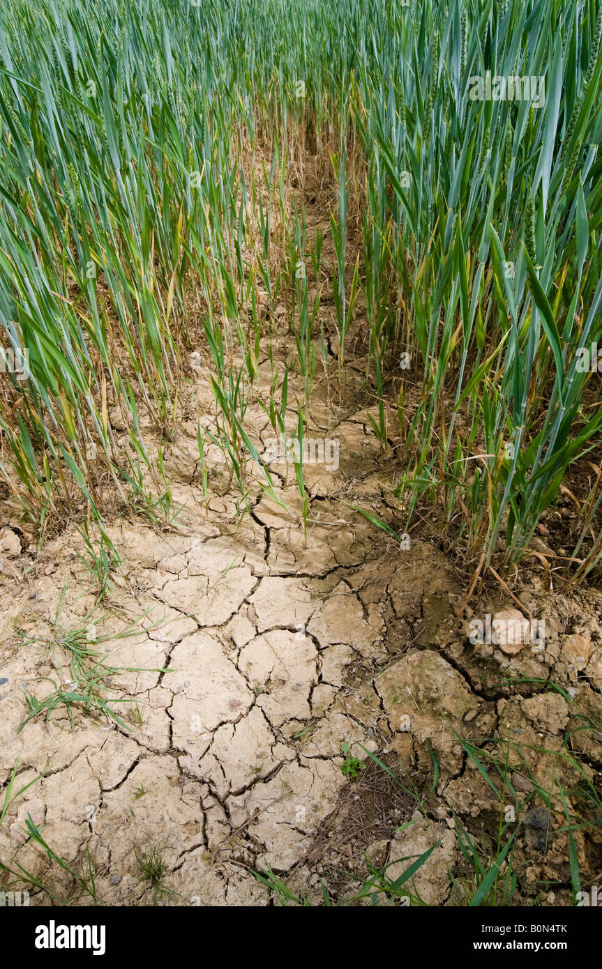 Cracked earth en champ de blé, sud-Touraine, France. Banque D'Images