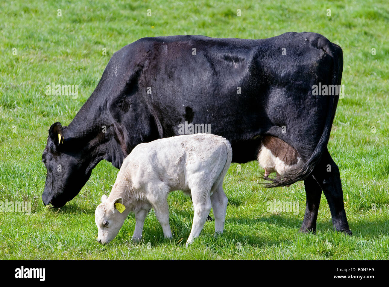 Les bovins laitiers dans une ferme à Hüde, Basse-Saxe, Allemagne. Banque D'Images