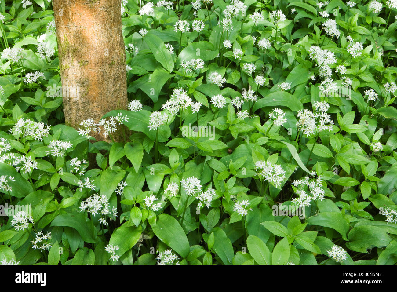 Ramsons (l'ail des ours, Allium ursinum). Fort Hill, Surrey, UK Banque D'Images