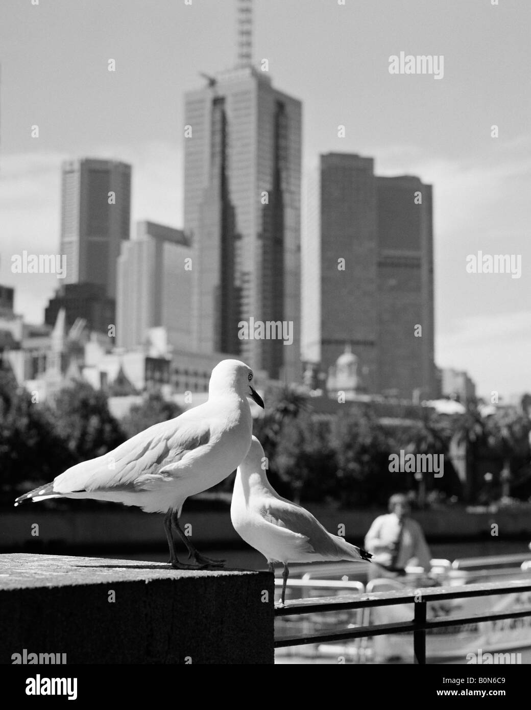 Paire de goélands Southbank Melbourne Australie Victoria Banque D'Images