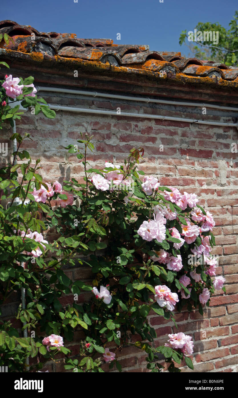 Roses roses d'escalade sur un mur de briques dans un jardin toscan Banque D'Images