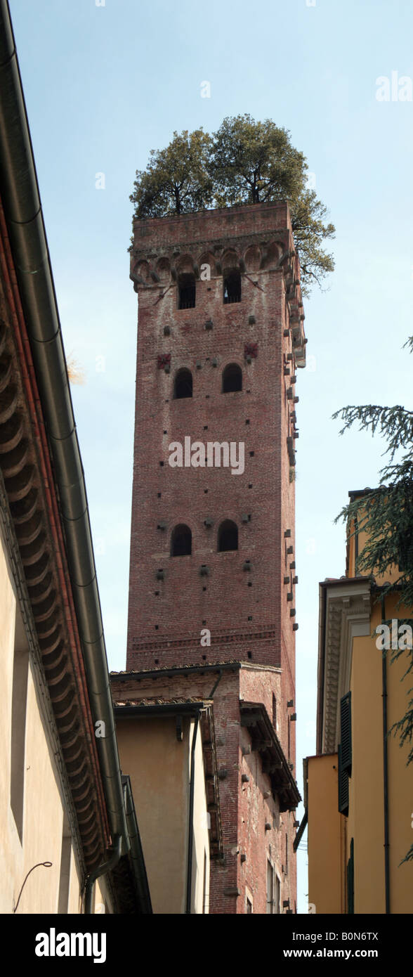 Torre dei Guinigi Lucca toscane avec de plus en plus de chênes verts Banque D'Images