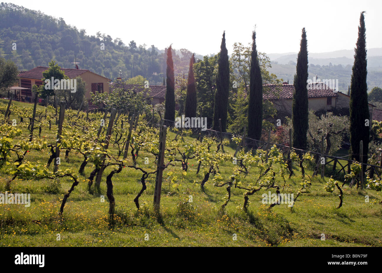 Vignoble en Toscane près de Lucques Banque D'Images