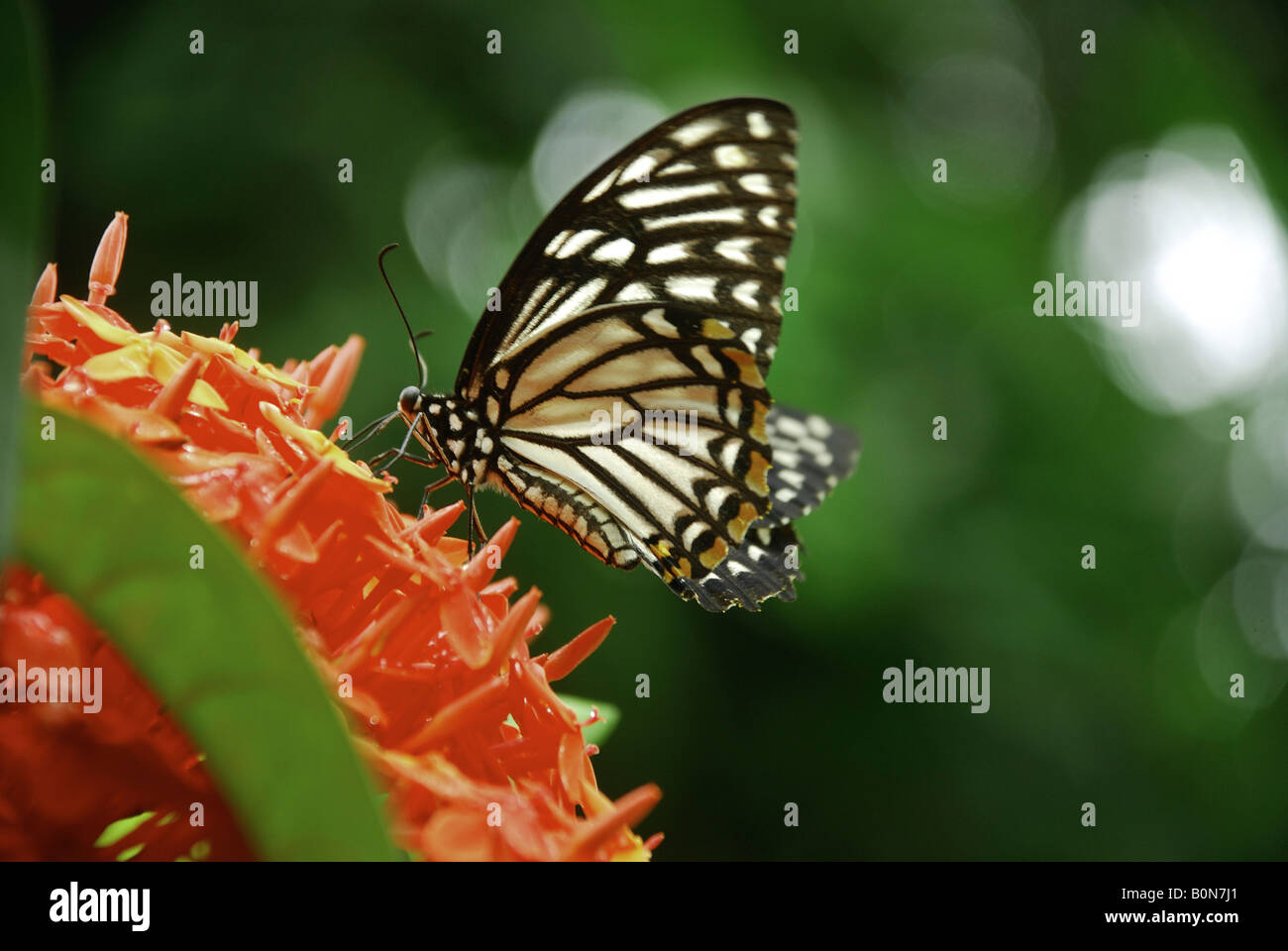 Un papillon blanc veiné noir, Aporia acraea, nourrir le miel Banque D'Images