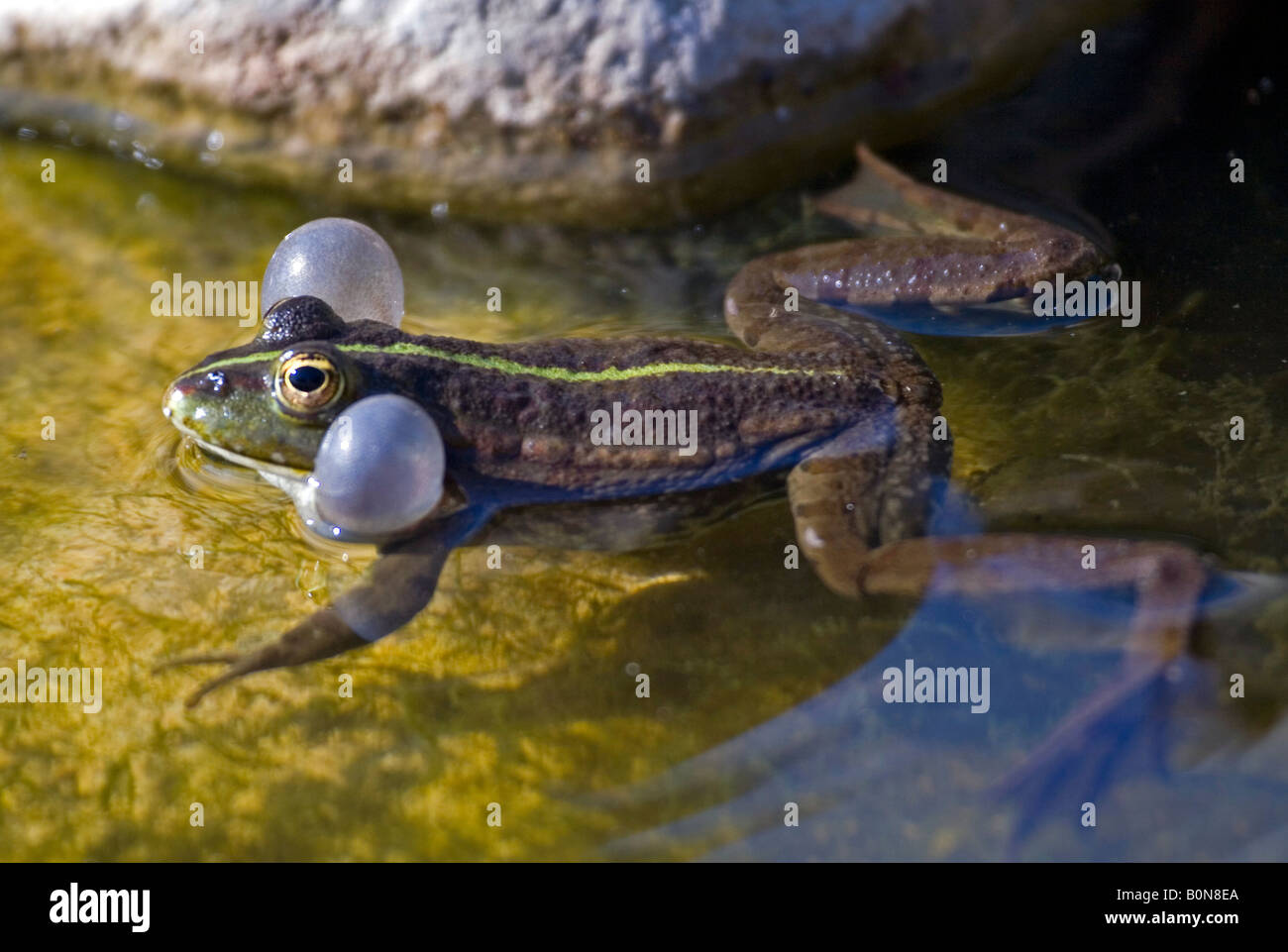 Frog appelant le partenaire pour l'accouplement. Banque D'Images