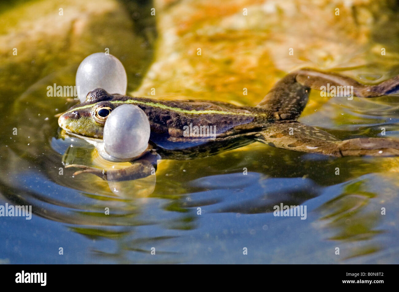 Frog appelant le partenaire pour l'accouplement. Banque D'Images