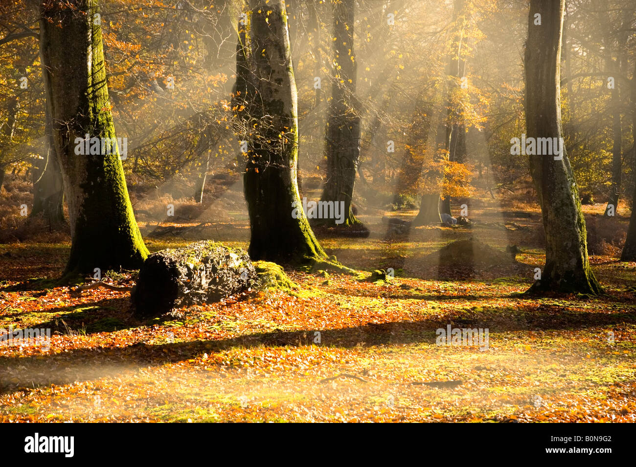 Nouveau automne forêt près de Lyndhurst Banque D'Images