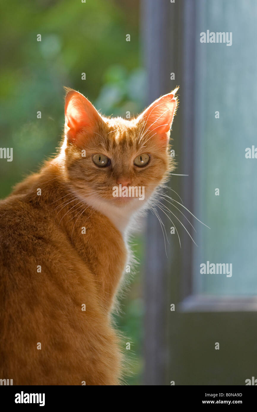 Femelle adulte ginger cat (Felis catus) le contact visuel avec l'appareil photo. La fourrure est éclairé par LED Banque D'Images