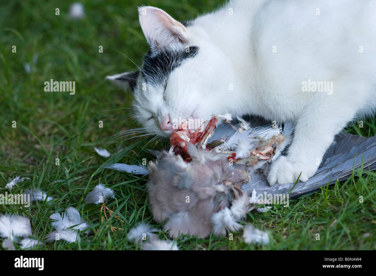 Jeune chat domestique noir et blanc (Felis catus) mangeant un pigeon mort Banque D'Images