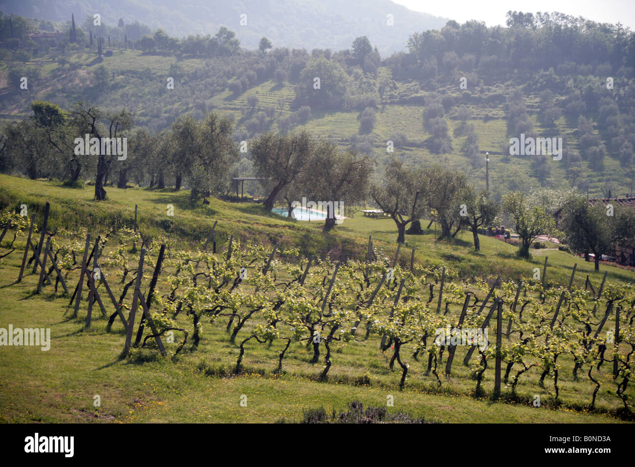 Vignoble et oliveraie près de Lucques, Toscane Banque D'Images