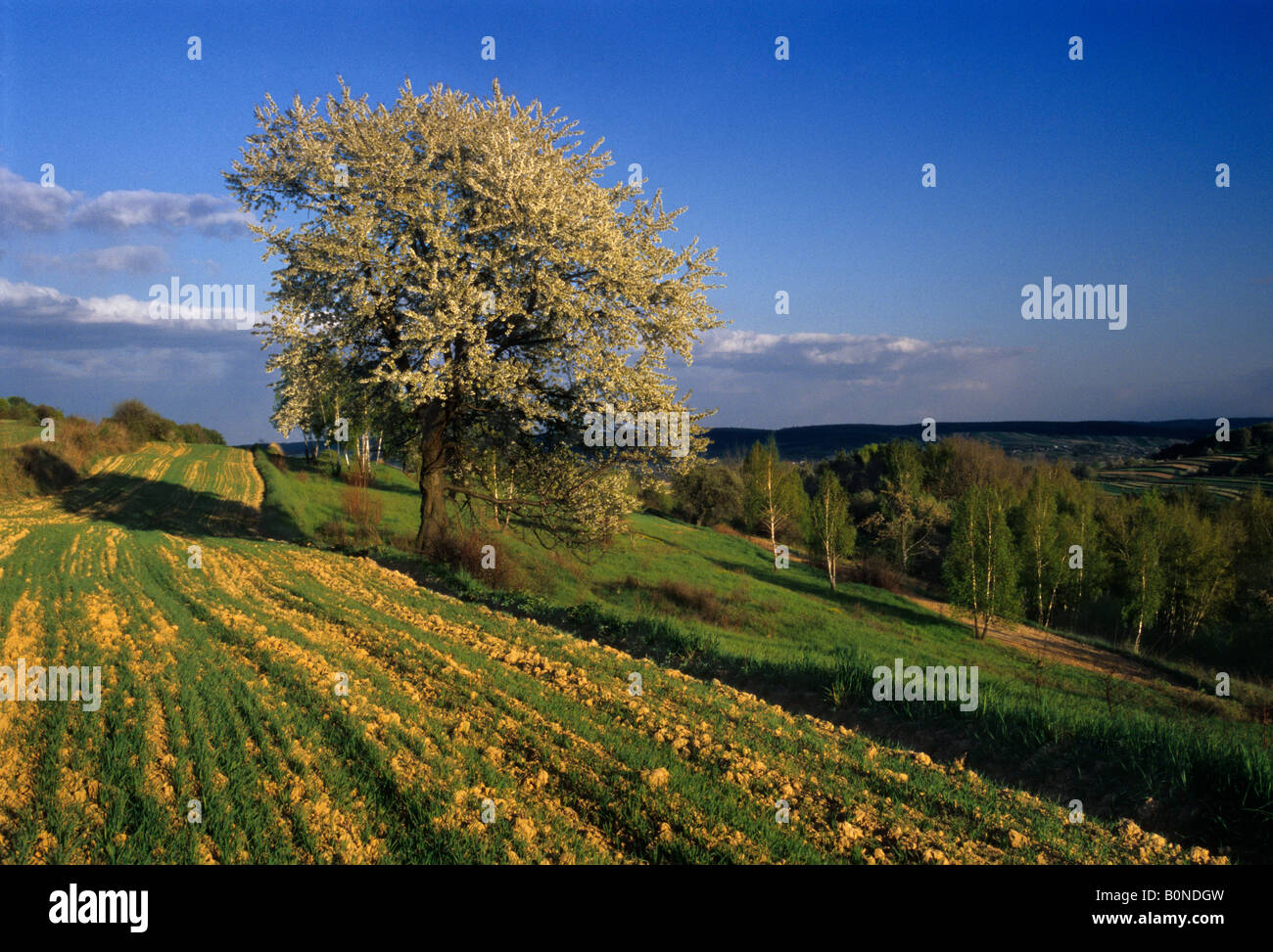 Arbre en fleurs au printemps la Pologne pittoresque paysage Banque D'Images