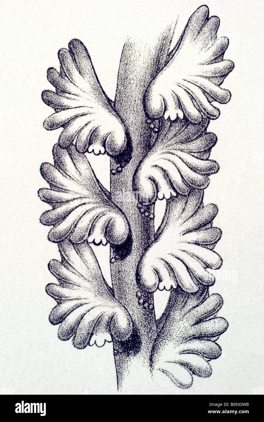 Pennatulida Federkorallen Virgularia mirabilis, nom d'Haeckel, l'Europe du Xxème siècle art nouveau Banque D'Images
