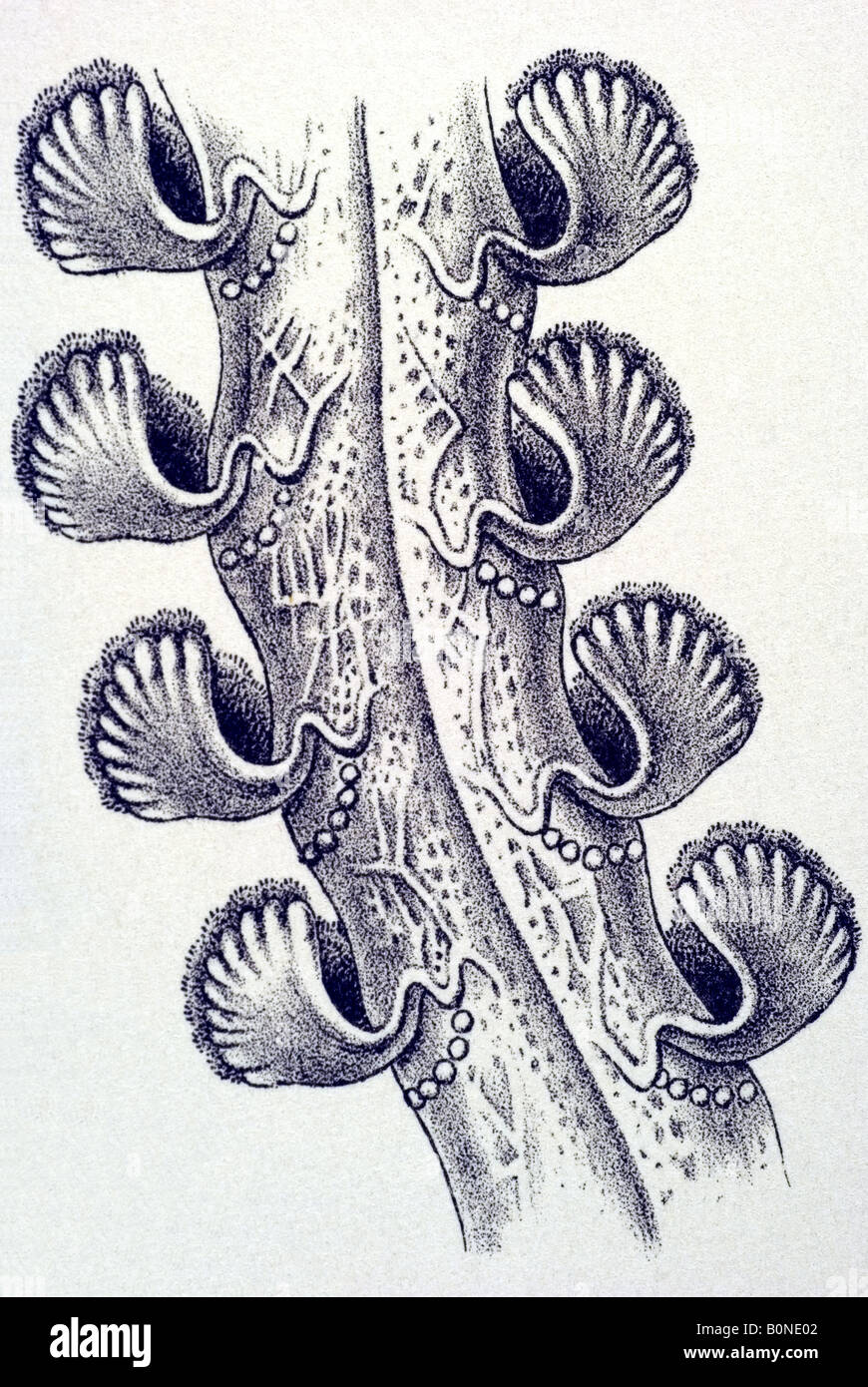 Pennatulida Federkorallen Virgularia Rumphii, nom d'Haeckel, l'Europe du Xxème siècle art nouveau Banque D'Images