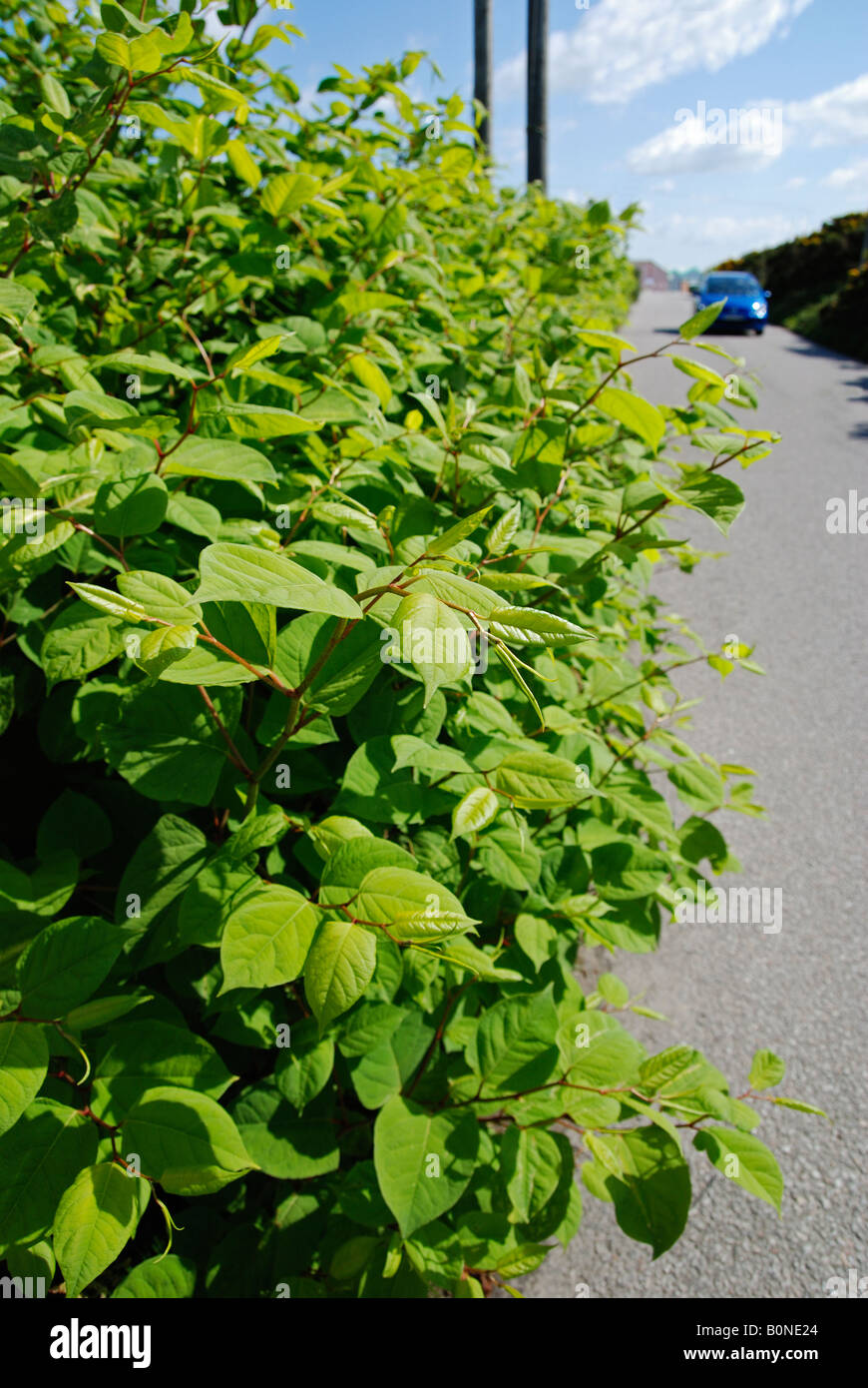 La renouée japonaise une plante invasive et florissante empiéter sur le côté d'un chemin de campagne à Somerset, Angleterre Banque D'Images