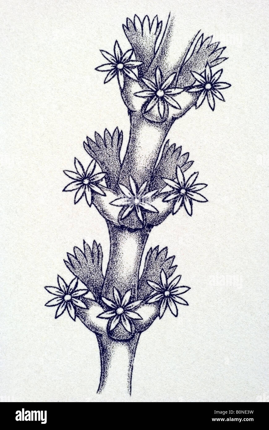 Pennatulida Federkorallen Stylatula elegans, Nom, art nouveau d'Haeckel 20e siècle l'Europe Banque D'Images