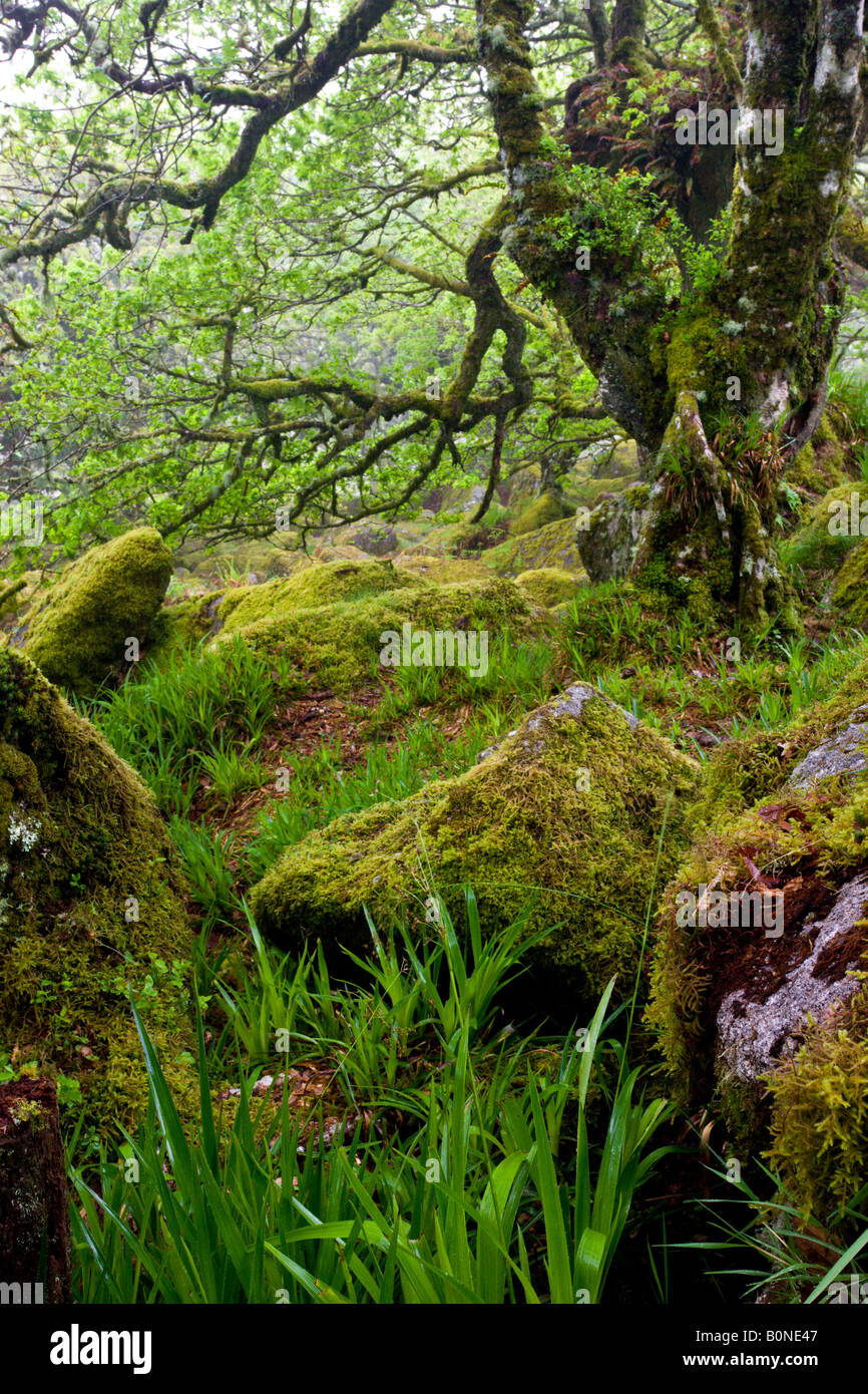 Le magnifique et mystérieux Wistmans Réserve naturelle du bois du Parc National de Dartmoor dans le Devon en Angleterre Banque D'Images