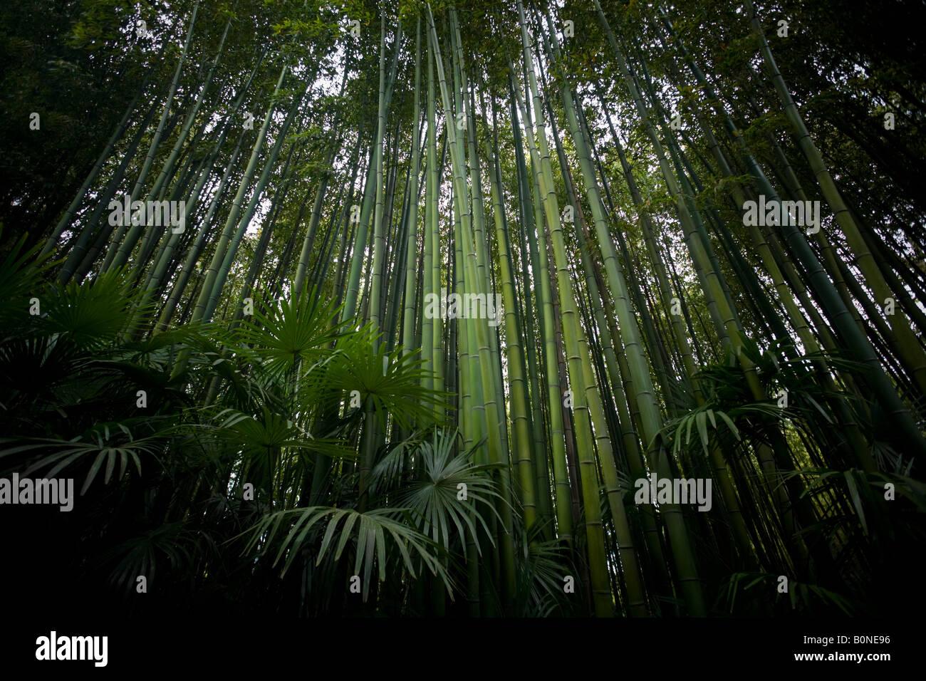 Un bambou chinois et palmeraie. Forêt de bambous (Phyllostachys bambusoides) et palmiers de Chine (Trachycarpus fortunei) Banque D'Images
