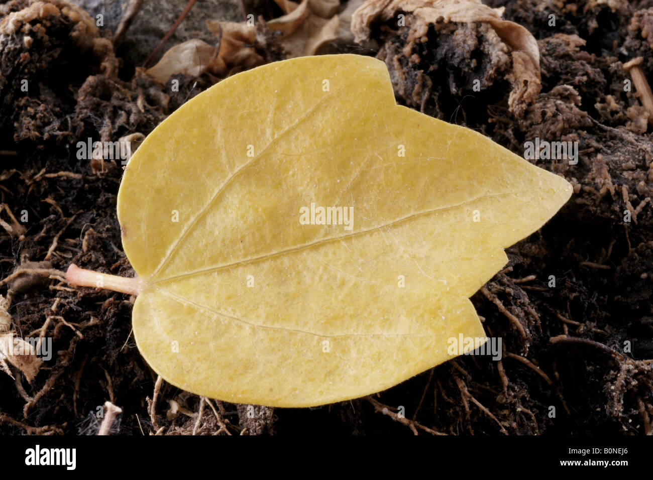 Un petit jaune feuilles d'hibiscus posés sur le sol. Banque D'Images