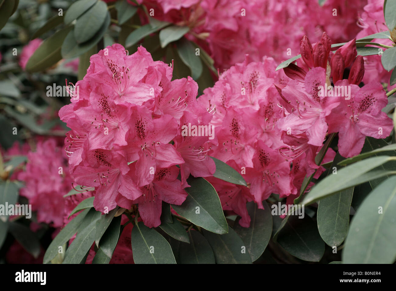 Azalée fuschia. Banque D'Images