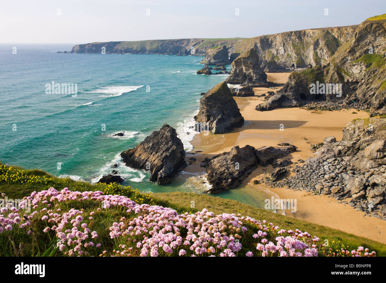 Les fleurs sauvages qui poussent sur la clifftops surplombant Bedruthan Steps North Cornwall, Angleterre Banque D'Images