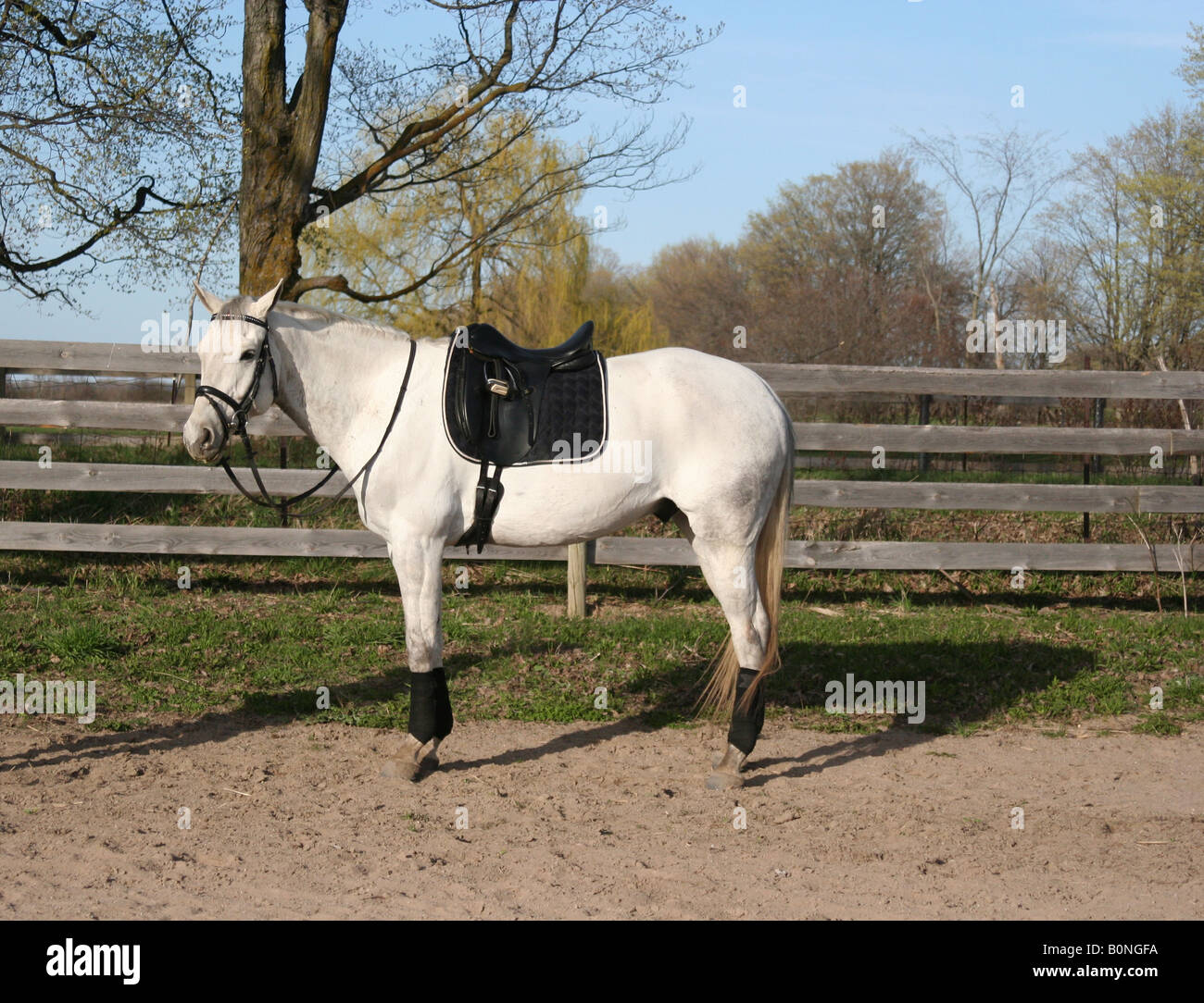 Cheval blanc avec selle noire debout devant de clôture dans un champ avec des arbres derrière. Banque D'Images