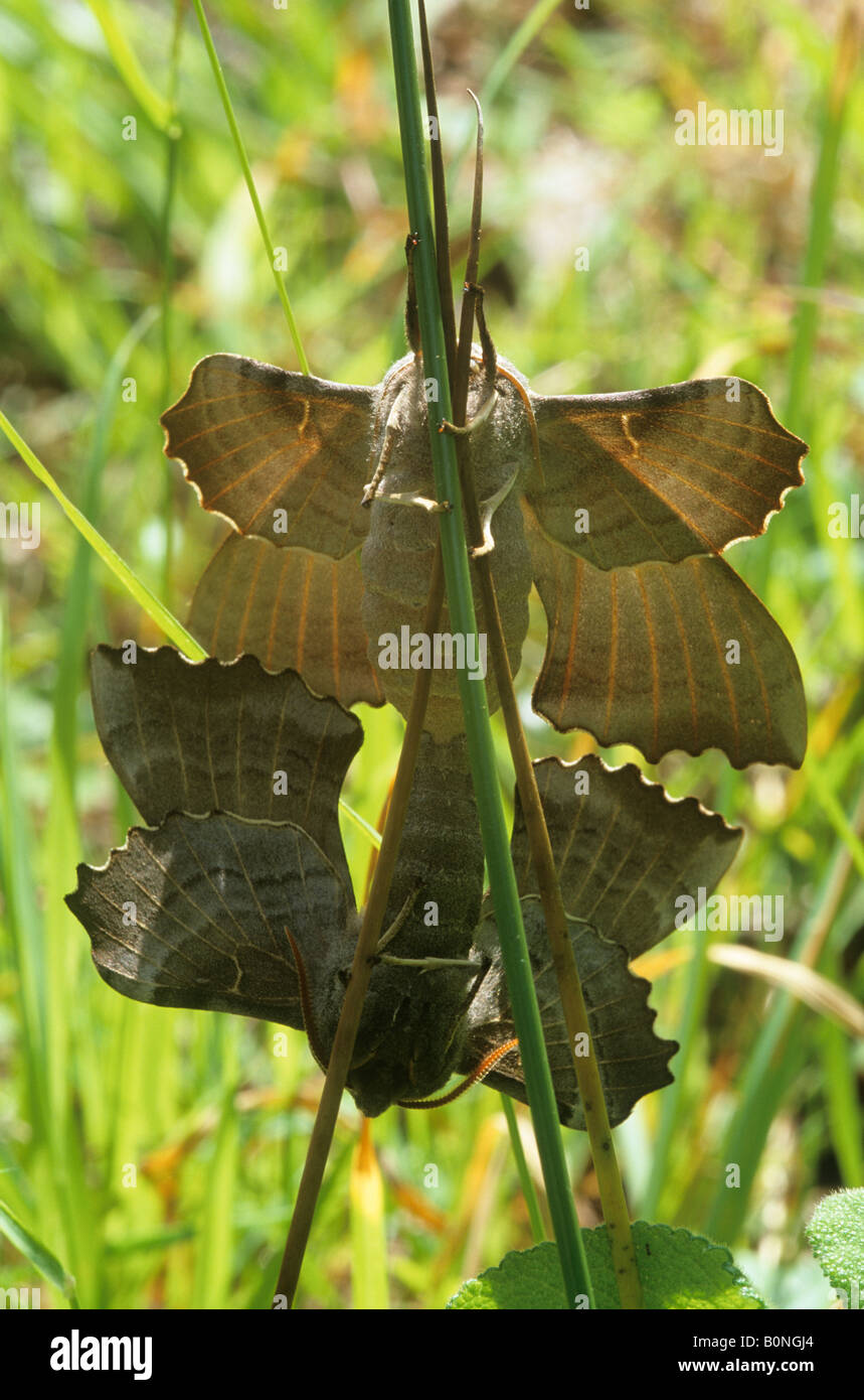 Hawkmoths peuplier Laothoe populi (accouplement) Banque D'Images