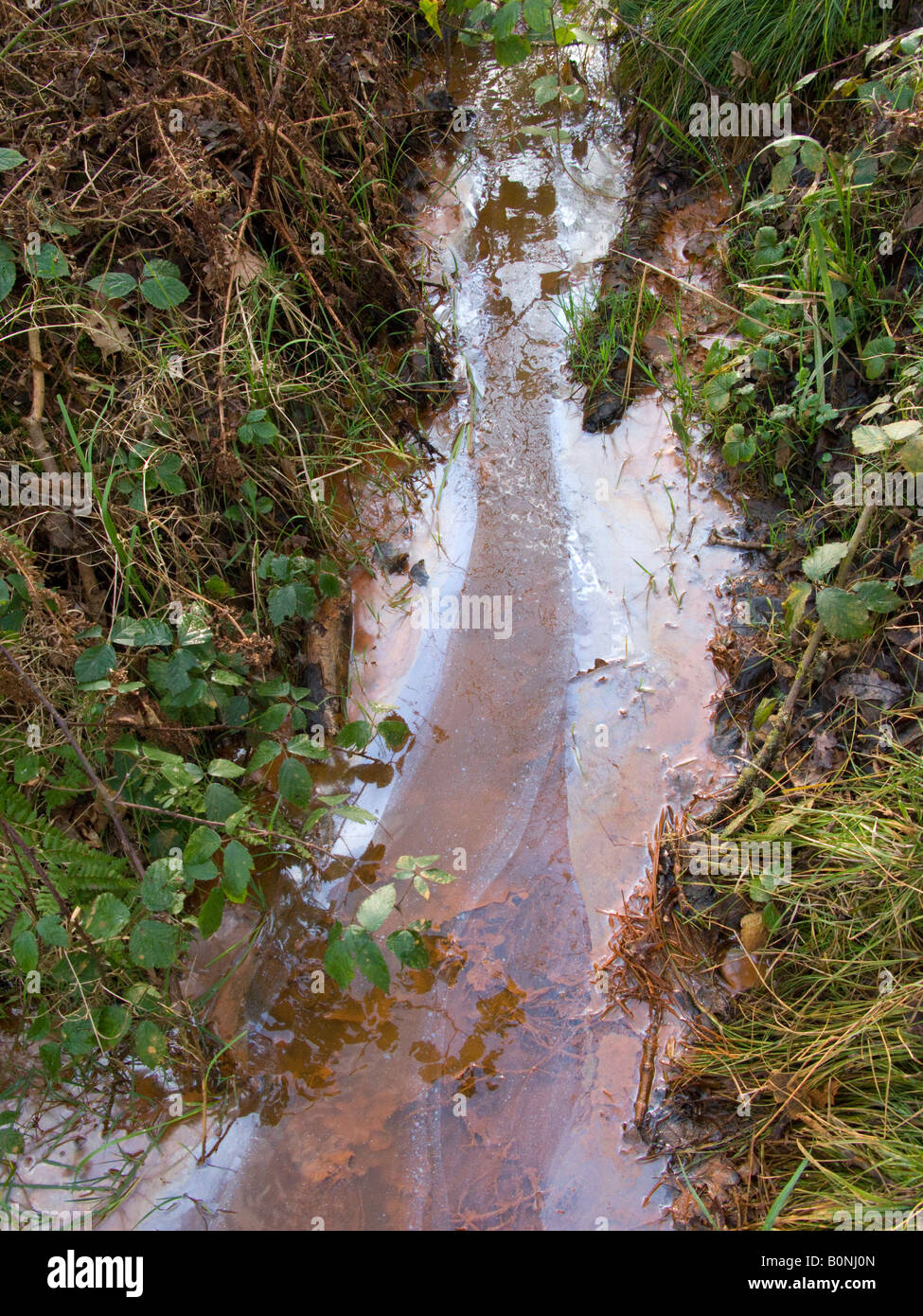 Piscine d'eau / étang / flux lent de flux contaminé pollué par contamination de surface / huile flottante ou graisse. West End Common, près d'Esher, Surrey. ROYAUME-UNI. Banque D'Images
