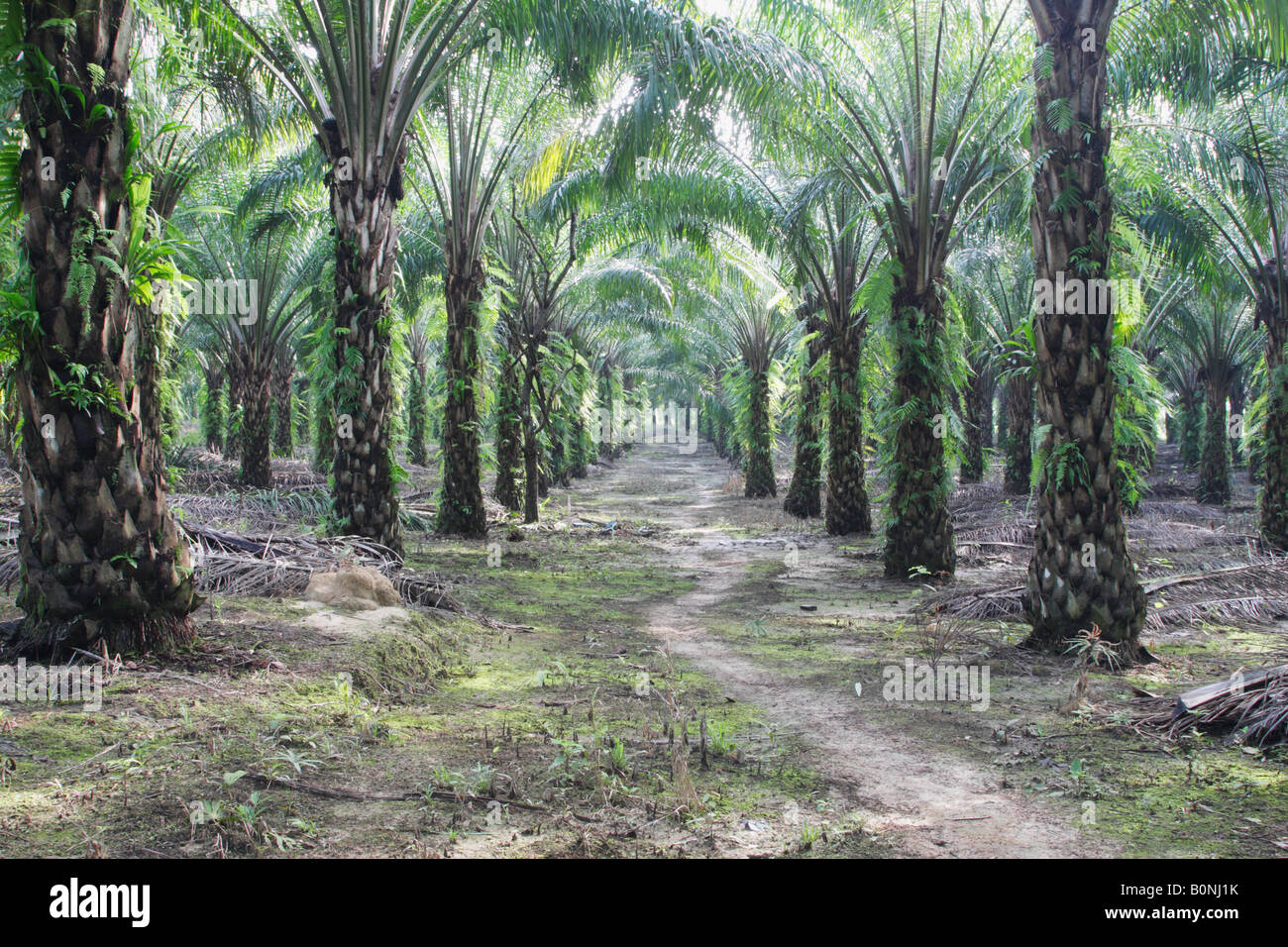 Plantation de palmier à huile, Sukau, Sabah, Bornéo Malaisien Banque D'Images