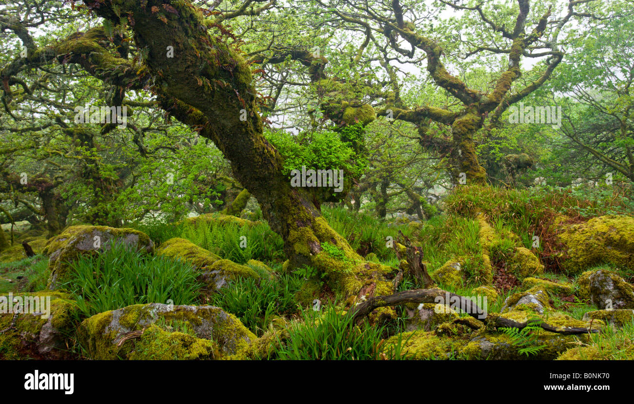 Le magnifique et mystérieux Wistmans Réserve naturelle du bois du Parc National de Dartmoor dans le Devon en Angleterre Banque D'Images