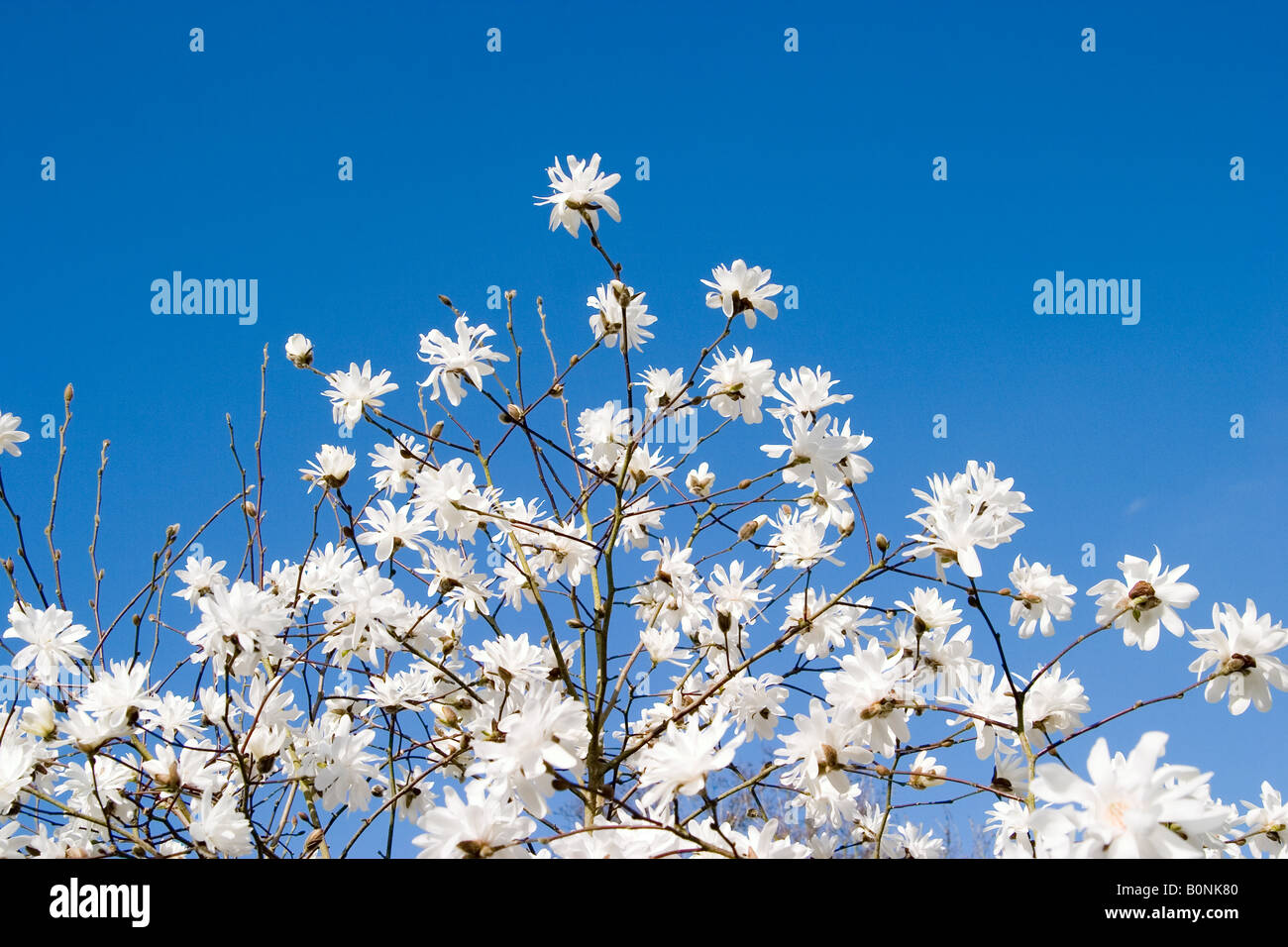 Fleur de magnolia (Magnolia x Loebneri ballerine) contre le ciel bleu Banque D'Images