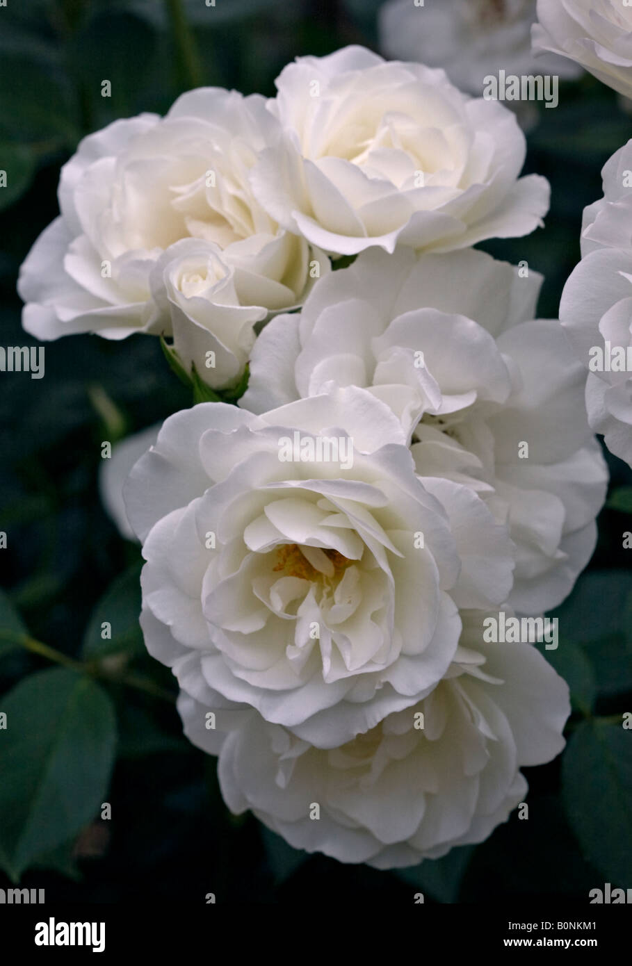 Roses blanches Banque D'Images Roses blanches Banque D'Images