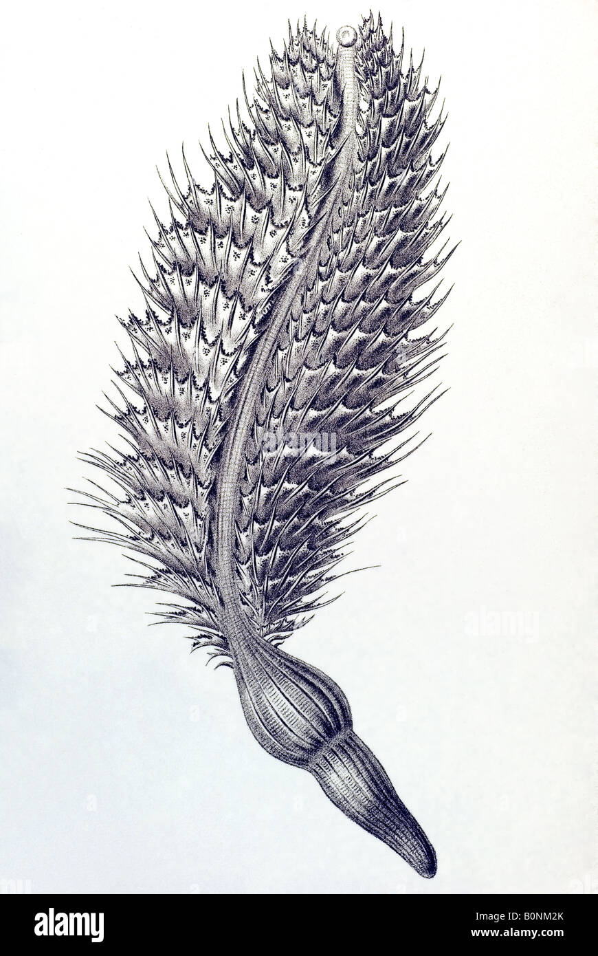 Nom Federkorallen Pennatulida, Pennatula spinosa, art nouveau d'Haeckel 20e siècle l'Europe Banque D'Images