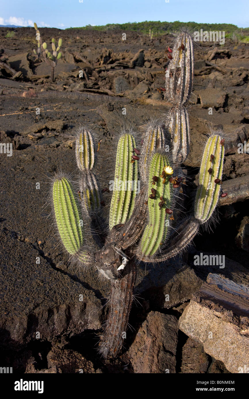 La nouvelle croissance sur un cactus candélabres - Jasminocereus thouarsii - sur l'île Isabela dans les îles Galapagos - Equateur Banque D'Images