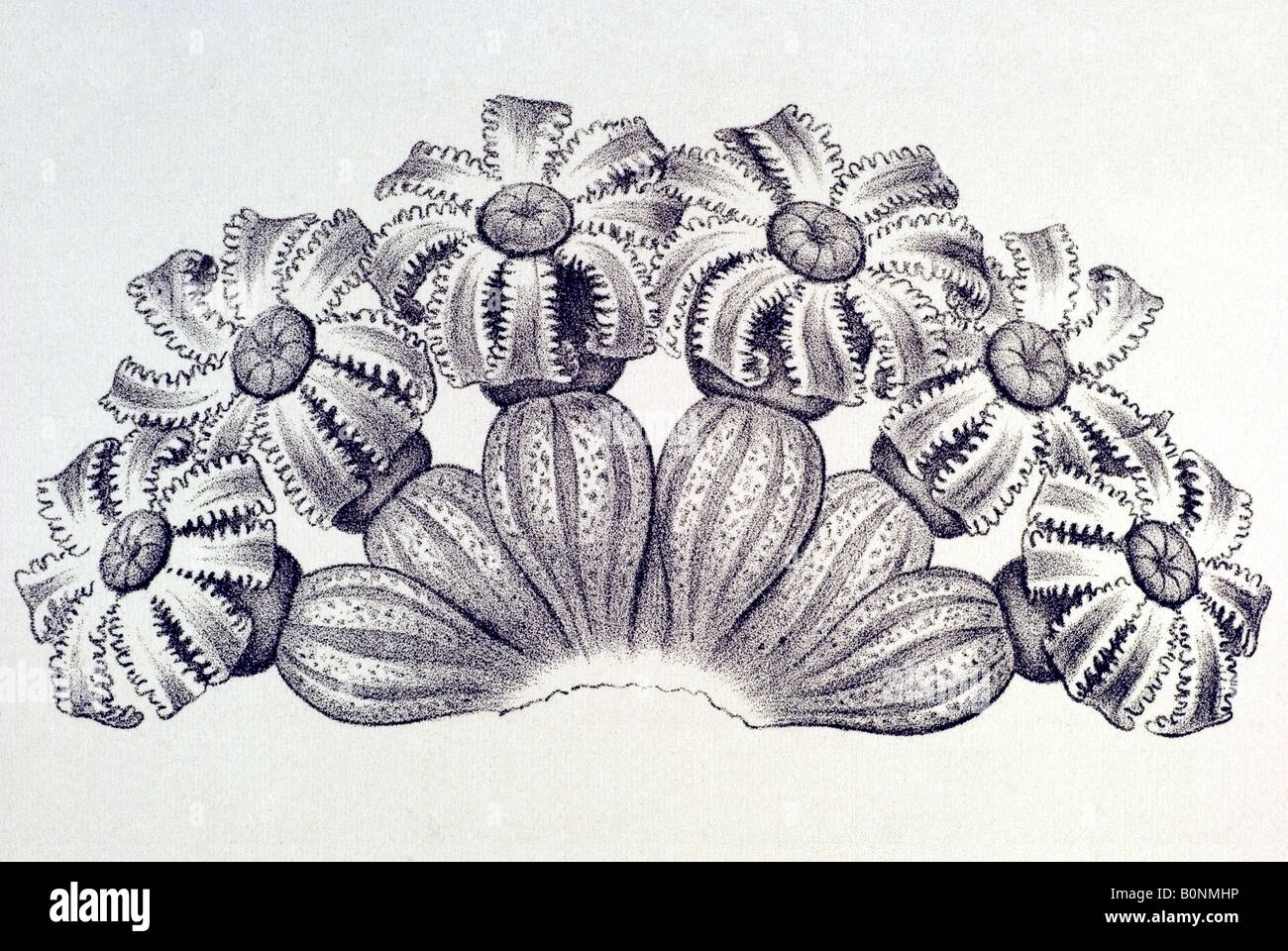 Pennatulida Federkorallen Virgularia Leuckarti, Nom, art nouveau d'Haeckel 20e siècle l'Europe Banque D'Images