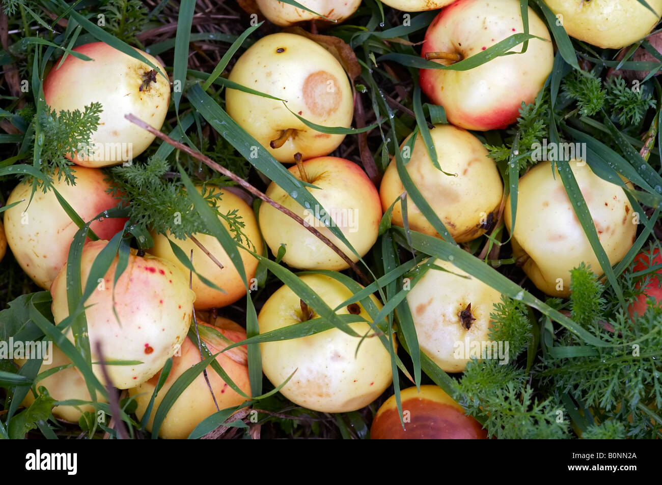 Auttumn tombé pommes à l'herbe Banque D'Images