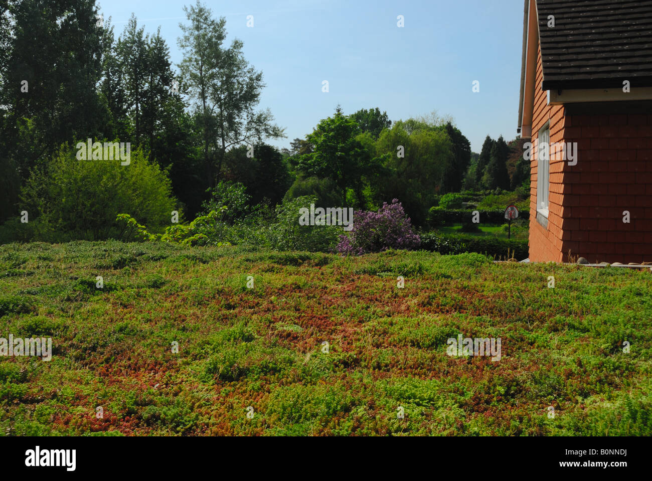 Sedum vert sur le toit de l'extension d'une maison à Surrey Banque D'Images