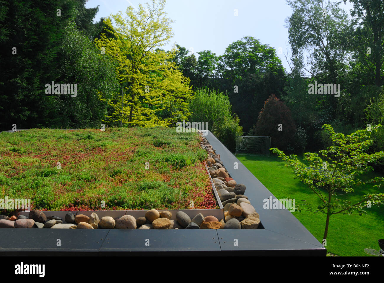 Sedum vert sur le toit de l'extension d'une maison à Surrey Banque D'Images