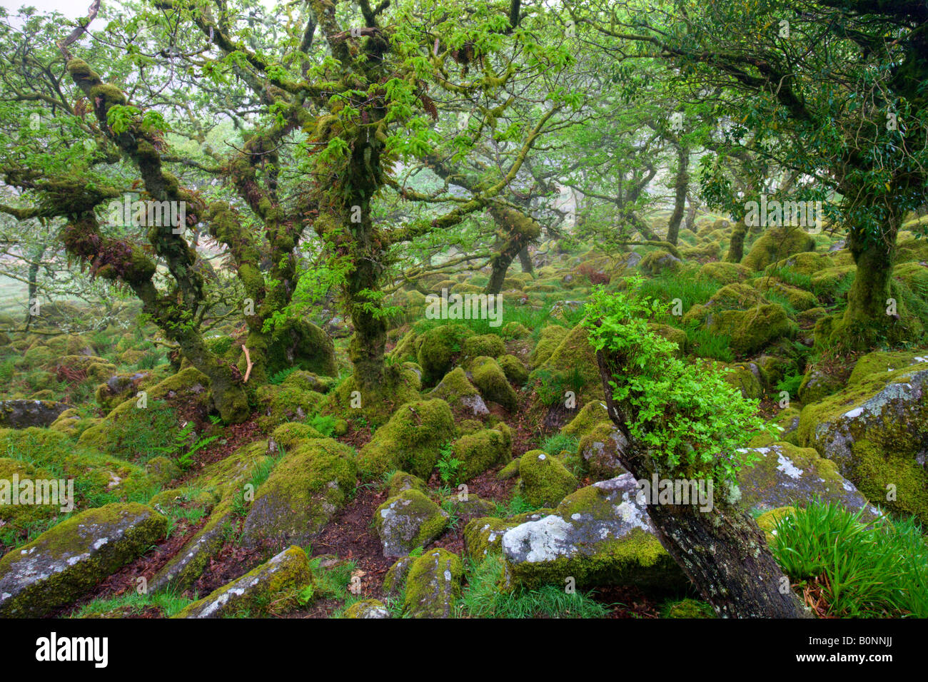 Le magnifique et mystérieux Wistmans Réserve naturelle du bois du Parc National de Dartmoor dans le Devon en Angleterre Banque D'Images