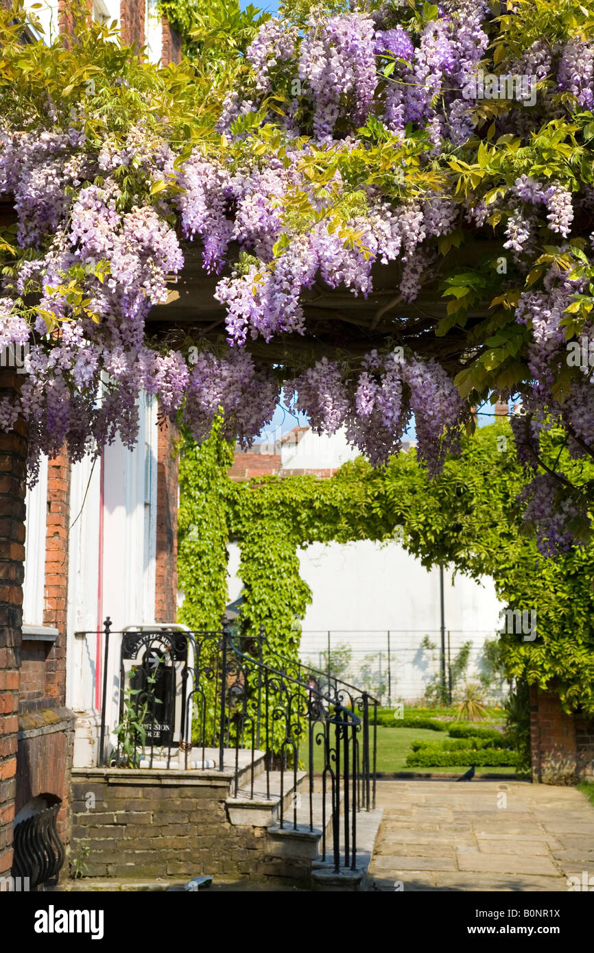 Houx MUSÉE DANS LE PARC DU CHÂTEAU DE COLCHESTER DE GLYCINE POUSSANT SUR LE MUR Banque D'Images