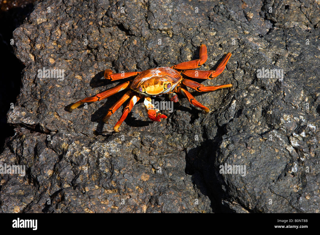 Sally Lightfoot - Crabe Grapsus grapsus -sur l'Île Floreana dans les îles Galápagos, au large de la côte de l'Équateur Banque D'Images