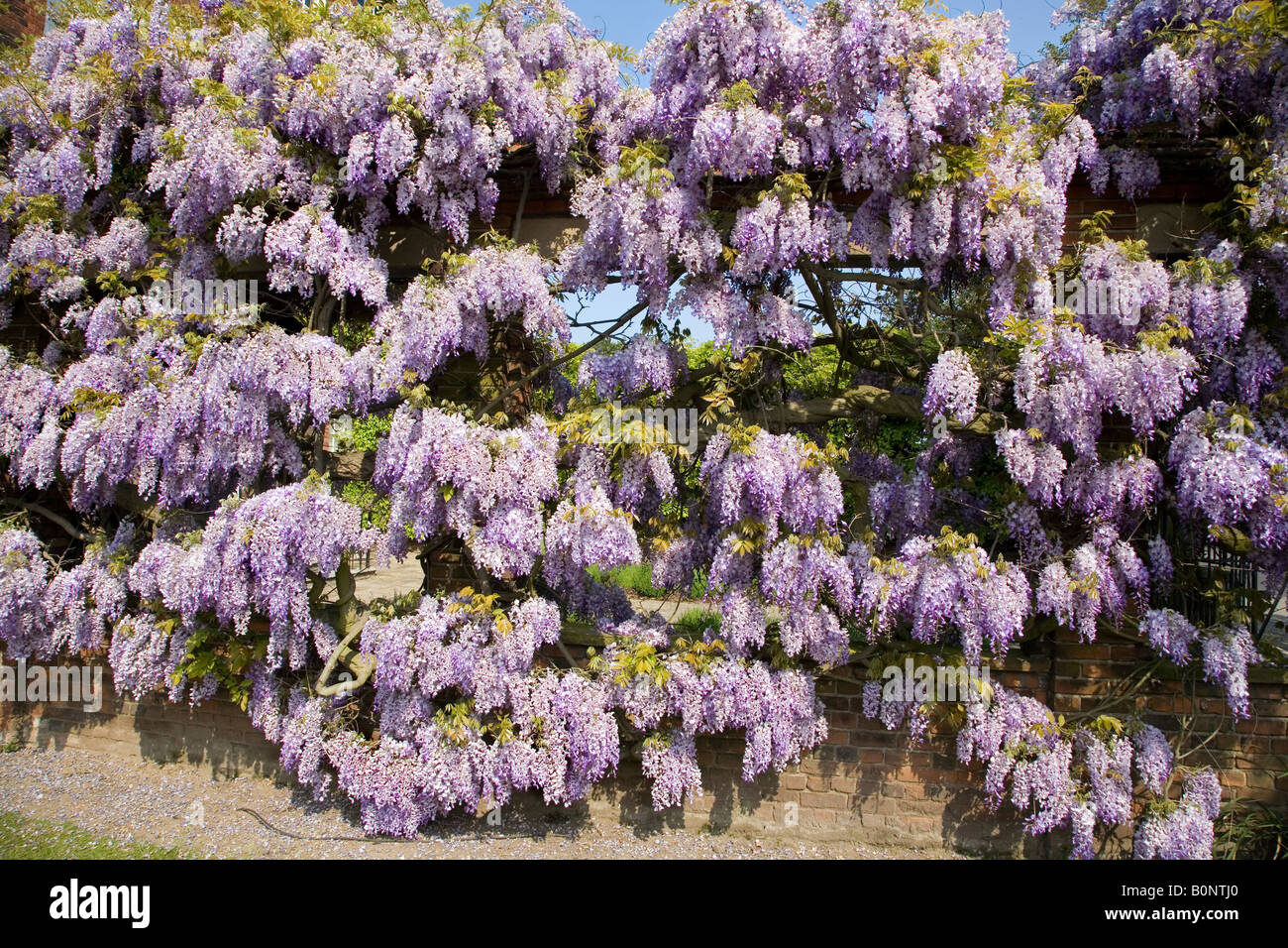 WISTERIA POUSSANT SUR UN MUR À L'EXTÉRIEUR DE L'AVANT DE HOUX MUSÉE DANS LE PARC DU CHÂTEAU DE COLCHESTER Banque D'Images